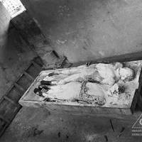 Bodies abandoned in the Tingo María cemetery after "Operation Aries"